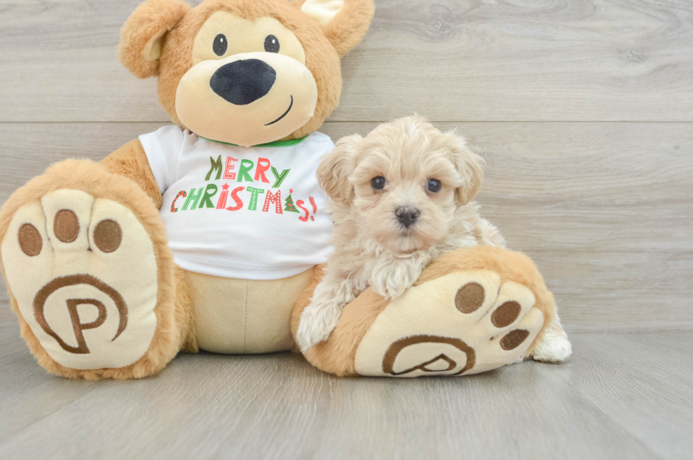 6 week old Maltipoo Puppy For Sale - Lone Star Pups