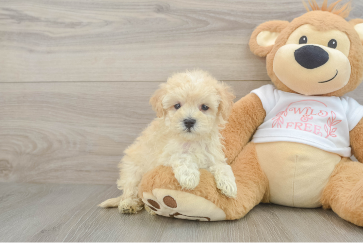 Popular Maltipoo Poodle Mix Pup