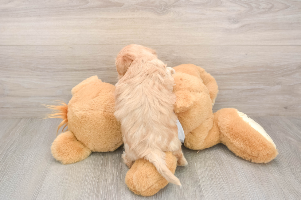 Maltipoo Pup Being Cute