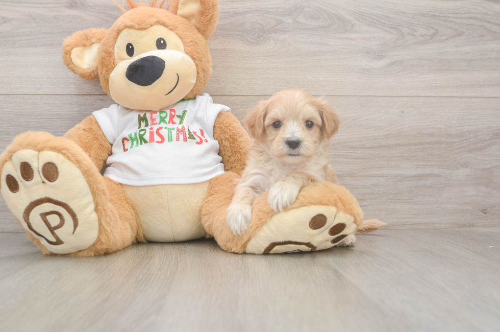 5 week old Maltipoo Puppy For Sale - Lone Star Pups