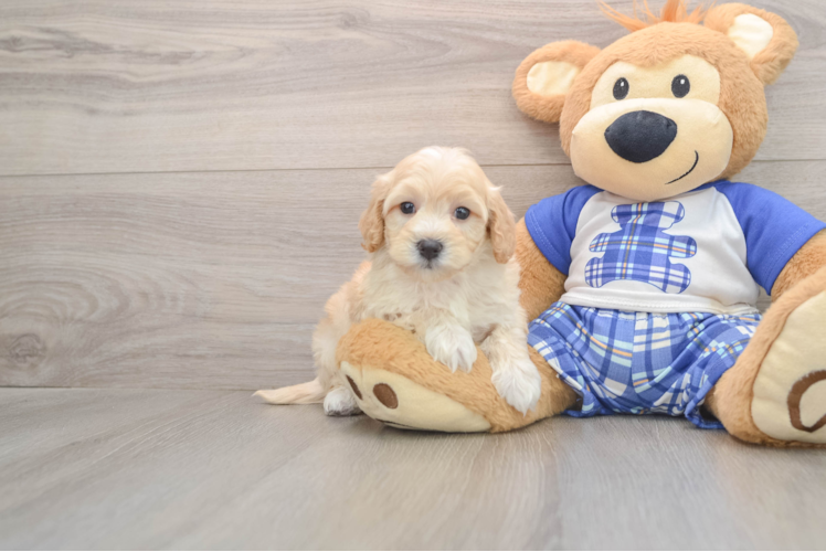 Maltipoo Pup Being Cute