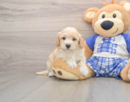 8 week old Maltipoo Puppy For Sale - Lone Star Pups