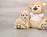 8 week old Maltipoo Puppy For Sale - Lone Star Pups