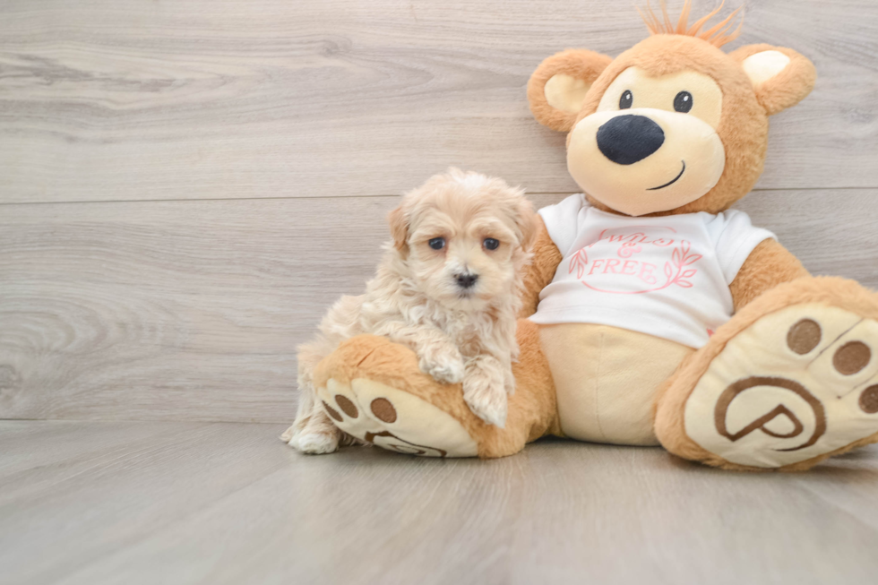 Small Maltipoo Baby