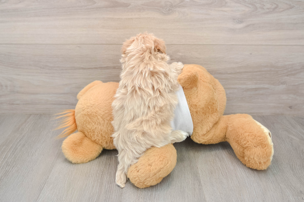 Fluffy Maltipoo Poodle Mix Pup