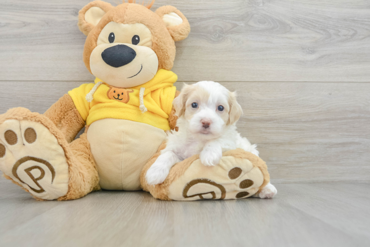 Maltipoo Pup Being Cute