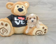 8 week old Maltipoo Puppy For Sale - Lone Star Pups