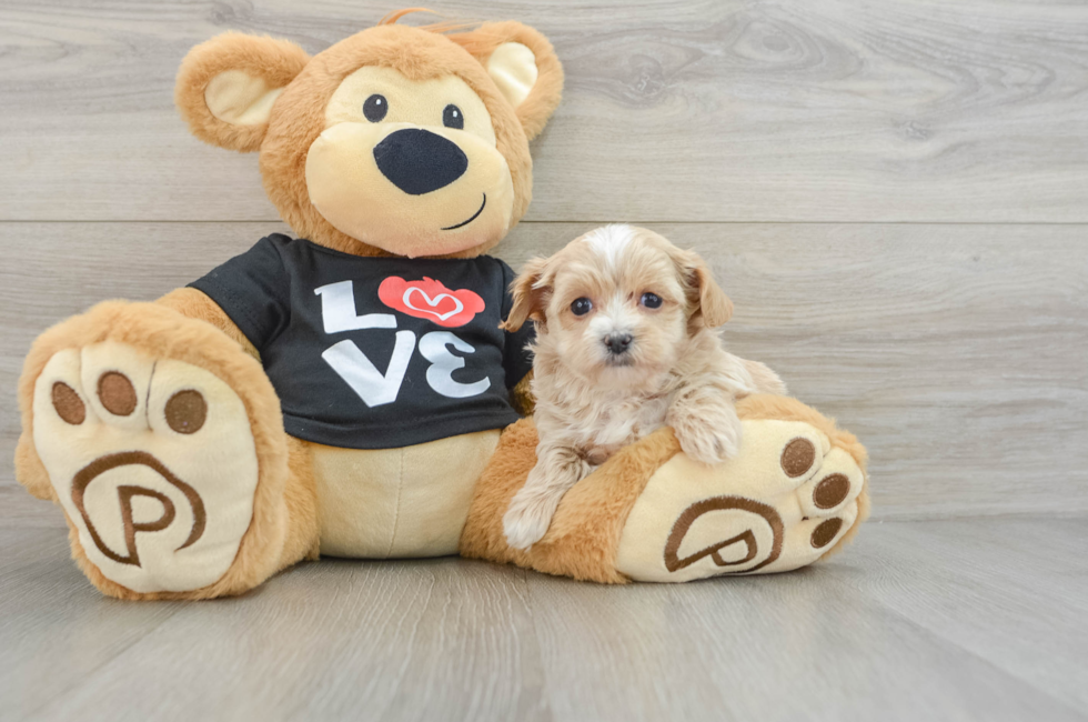 5 week old Maltipoo Puppy For Sale - Lone Star Pups