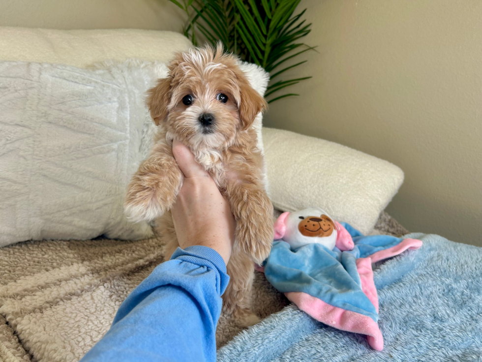 Best Maltipoo Baby