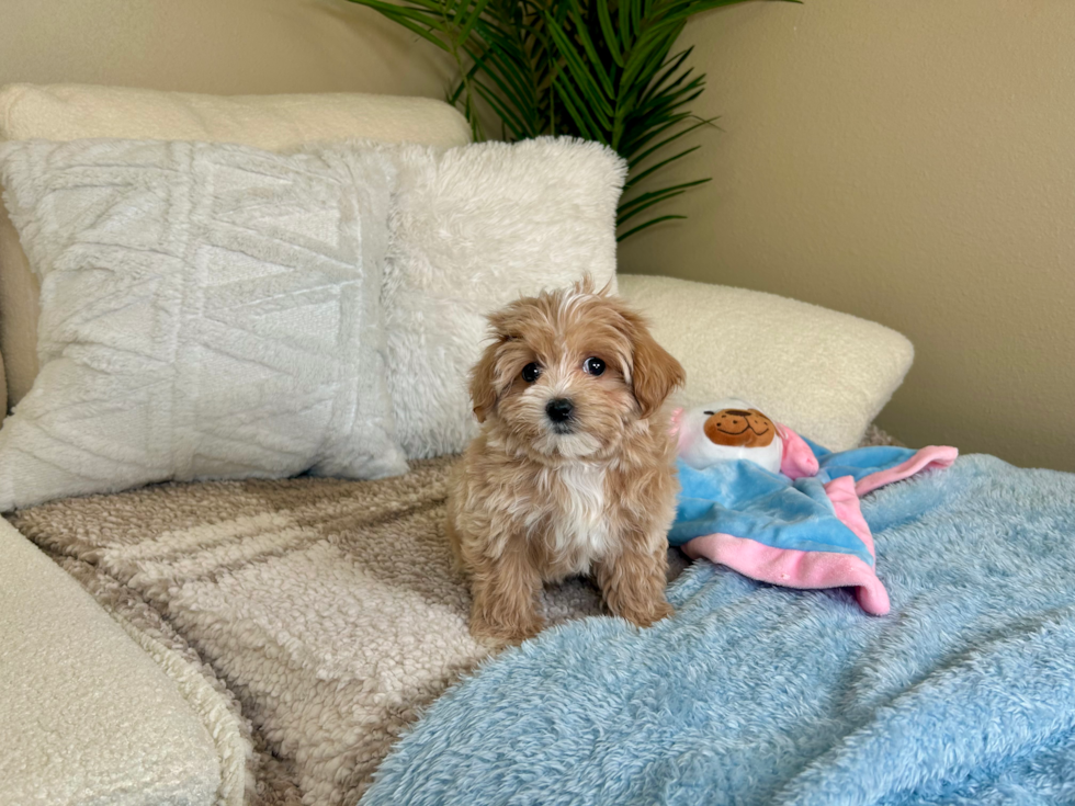 Cute Malt a Poo Poodle Mix Puppy