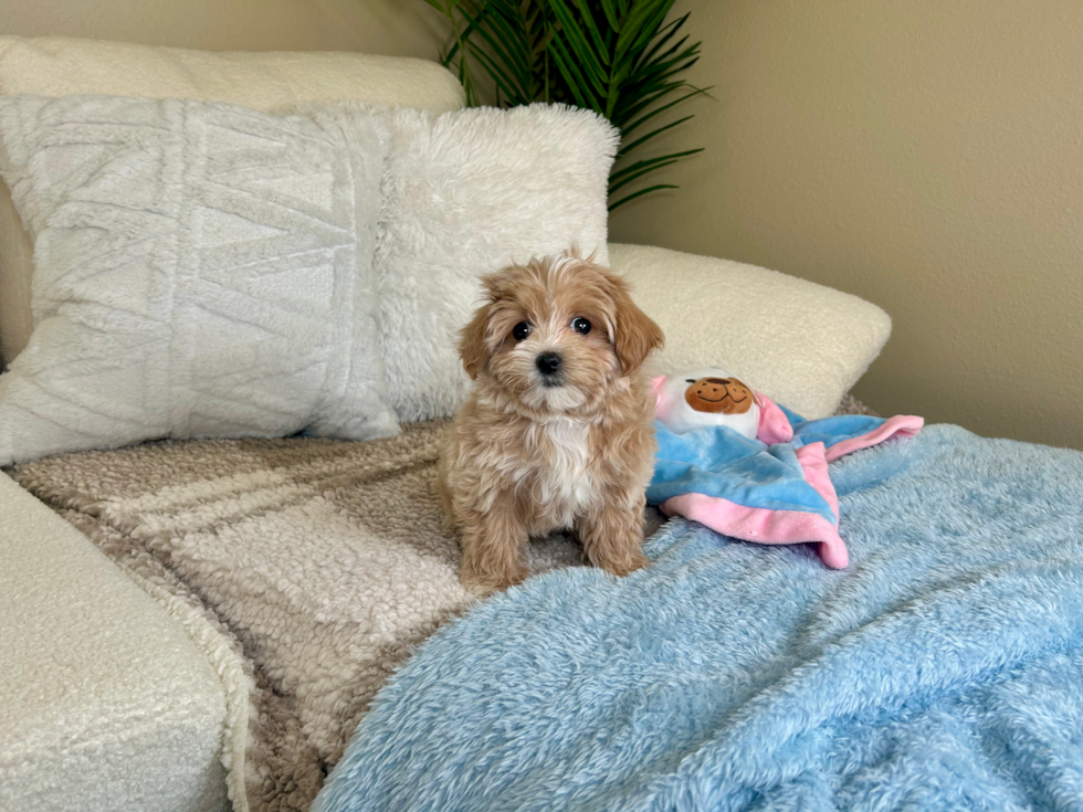Maltipoo Puppy for Adoption