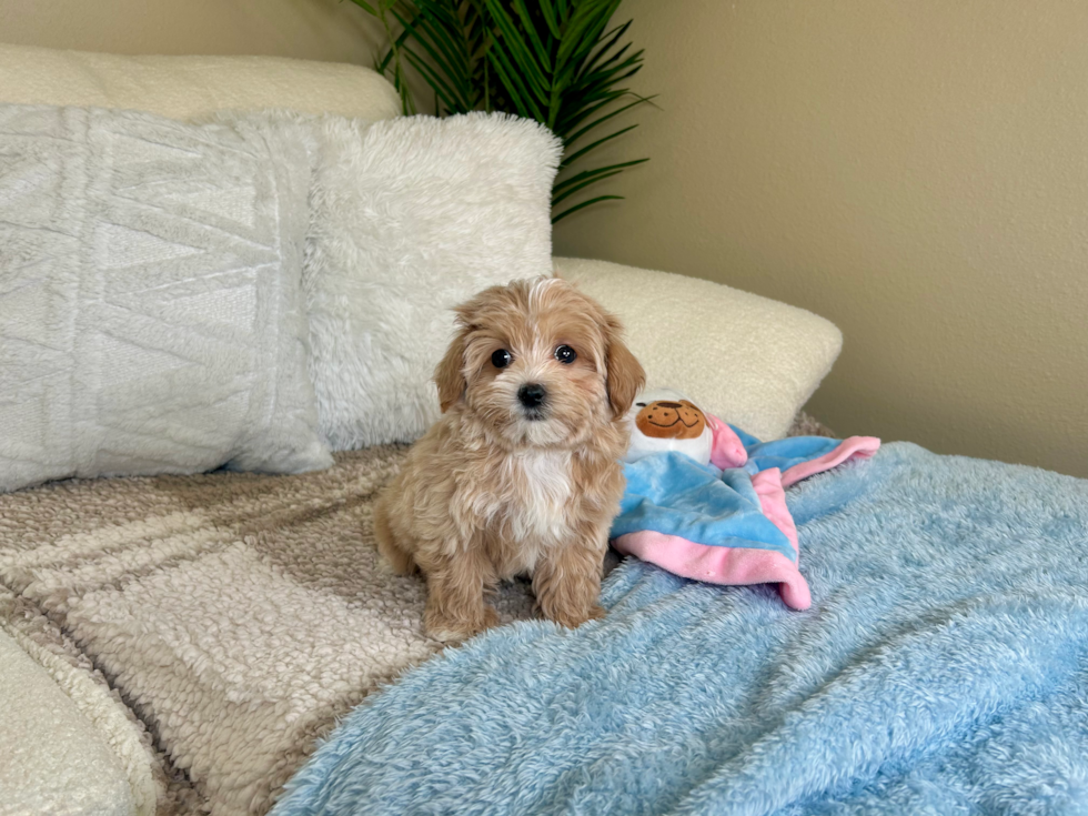 Best Maltipoo Baby