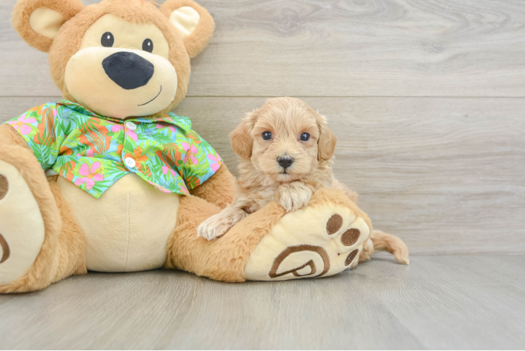 Playful Maltese Poodle Poodle Mix Puppy