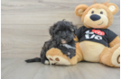 Little Malt Oodle Poodle Mix Puppy