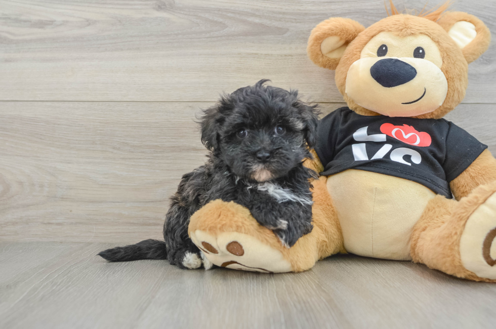 6 week old Maltipoo Puppy For Sale - Lone Star Pups