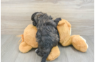 Best Maltipoo Baby