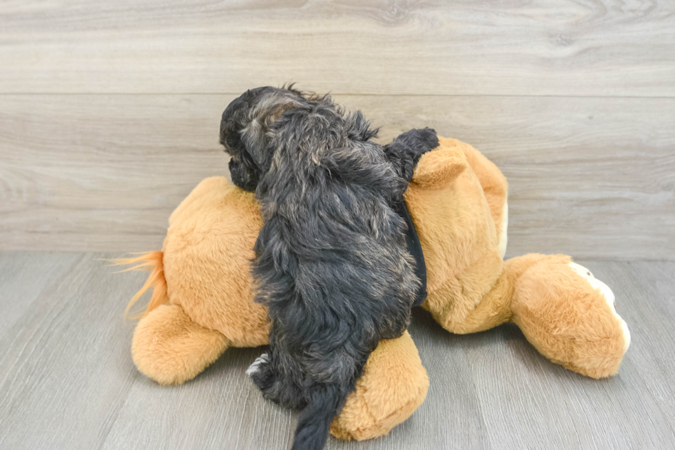 Best Maltipoo Baby
