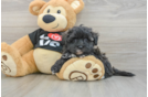 Maltipoo Puppy for Adoption