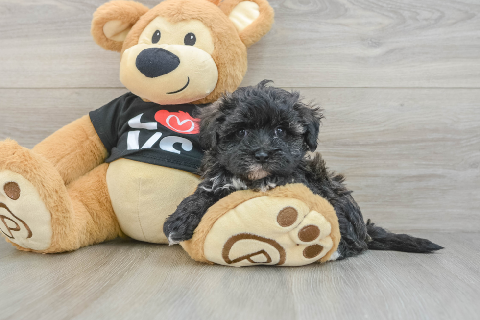 Maltipoo Puppy for Adoption