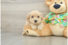 Maltipoo Puppy for Adoption