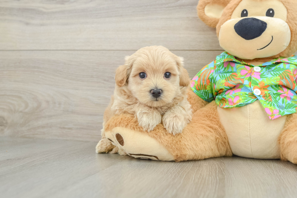 Maltipoo Puppy for Adoption