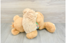 Petite Maltipoo Poodle Mix Pup