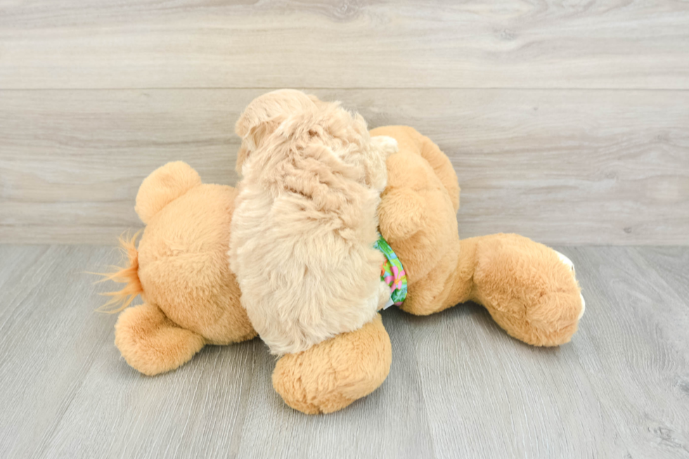 Petite Maltipoo Poodle Mix Pup