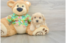 Maltipoo Pup Being Cute
