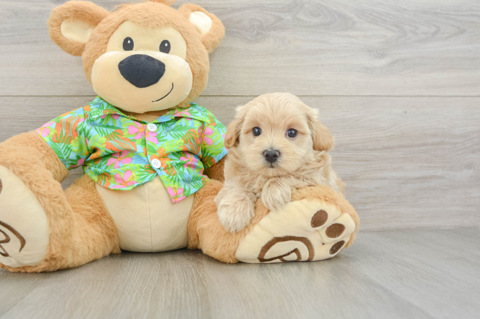 5 week old Maltipoo Puppy For Sale - Lone Star Pups