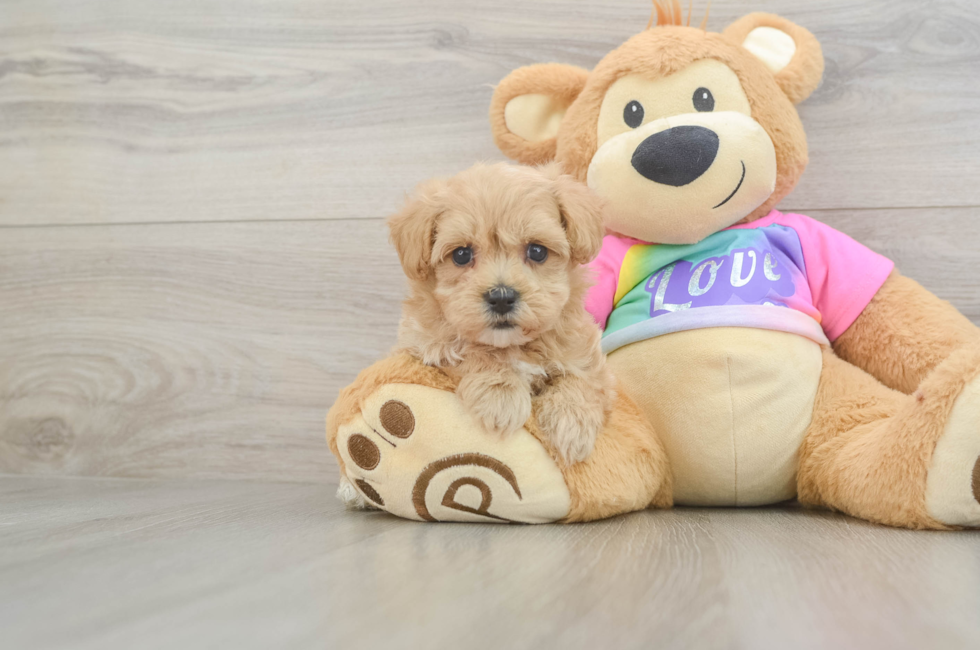 5 week old Maltipoo Puppy For Sale - Lone Star Pups