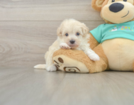 8 week old Maltipoo Puppy For Sale - Lone Star Pups