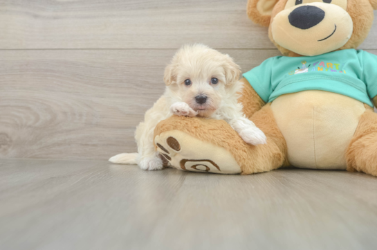 Friendly Maltipoo Baby