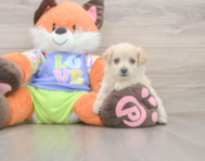 9 week old Maltipoo Puppy For Sale - Lone Star Pups