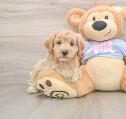 7 week old Maltipoo Puppy For Sale - Lone Star Pups