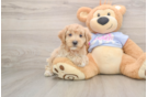 Maltipoo Puppy for Adoption