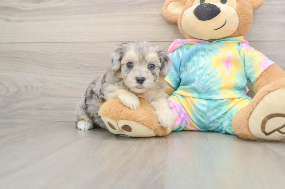 Energetic Malt Oodle Poodle Mix Puppy