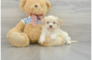 Sweet Maltipoo Baby