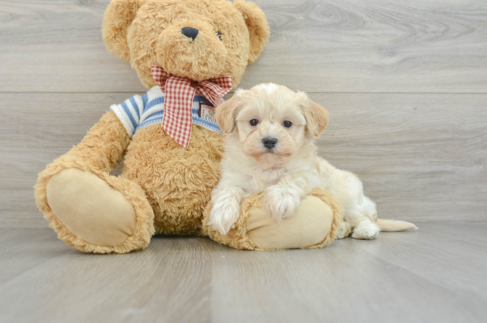 9 week old Maltipoo Puppy For Sale - Lone Star Pups