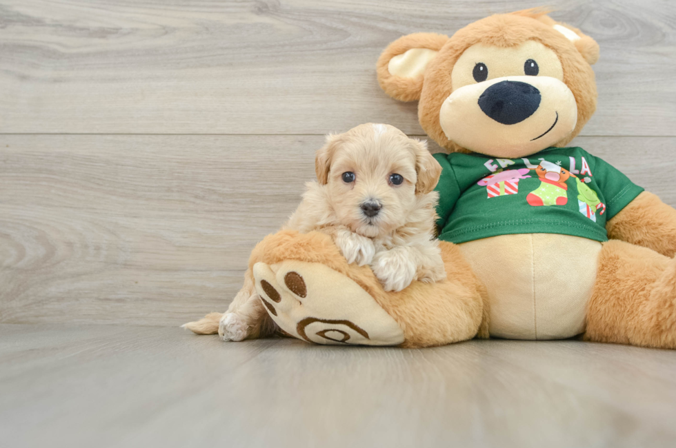 5 week old Maltipoo Puppy For Sale - Lone Star Pups