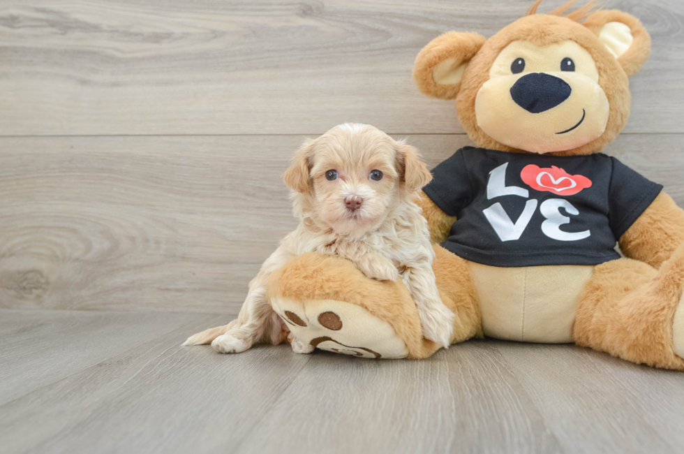 5 week old Maltipoo Puppy For Sale - Lone Star Pups