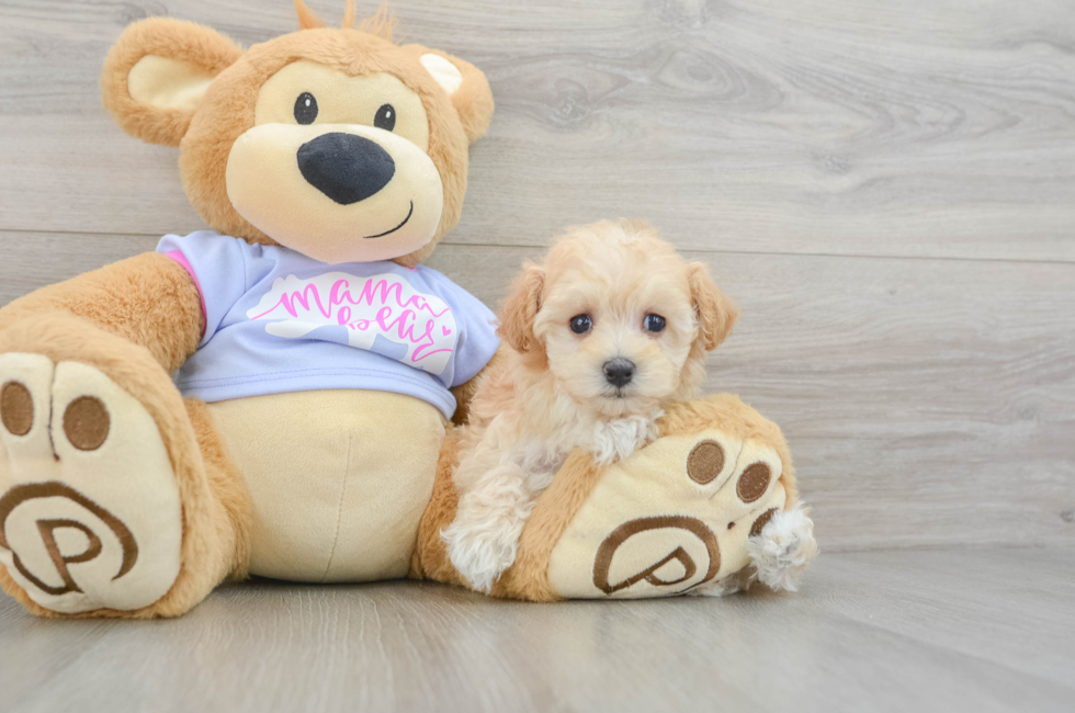 7 week old Maltipoo Puppy For Sale - Lone Star Pups