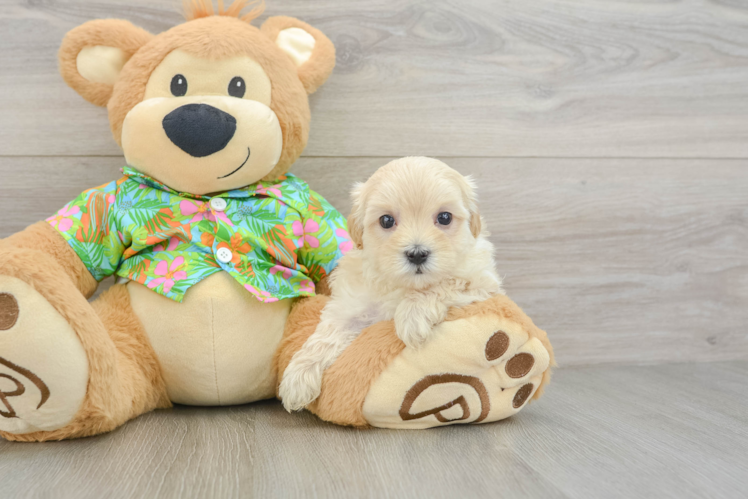 Best Maltipoo Baby