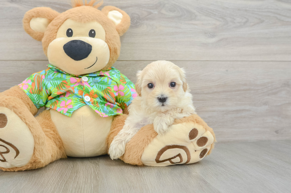 5 week old Maltipoo Puppy For Sale - Lone Star Pups