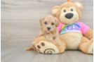Hypoallergenic Malt Oodle Poodle Mix Puppy