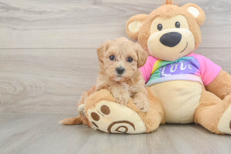 Hypoallergenic Malt Oodle Poodle Mix Puppy
