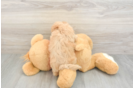 Hypoallergenic Malt a Poo Poodle Mix Puppy