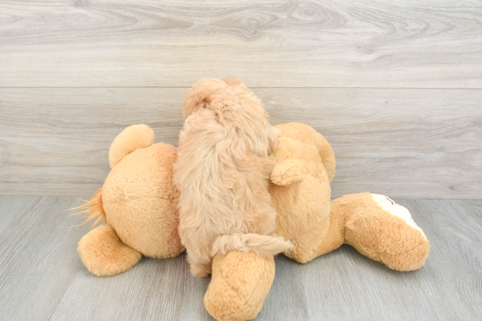Hypoallergenic Malt a Poo Poodle Mix Puppy