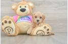 Maltipoo Pup Being Cute