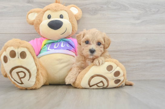 Maltipoo Pup Being Cute