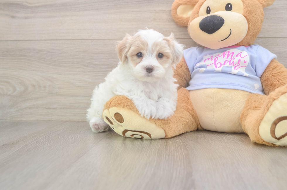 5 week old Maltipoo Puppy For Sale - Lone Star Pups